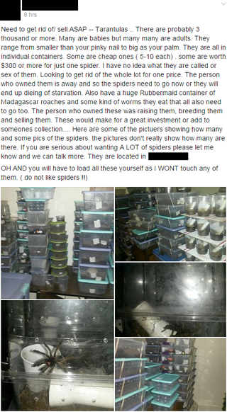 Illustration for article titled If you need 3,000 spiders immediately, you’re in luck